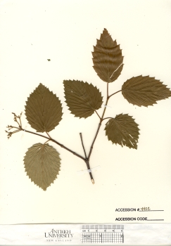 primary herbarium image
