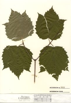 primary herbarium image