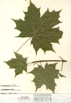 primary herbarium image