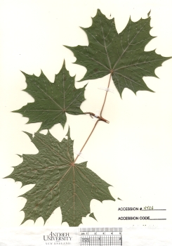 primary herbarium image