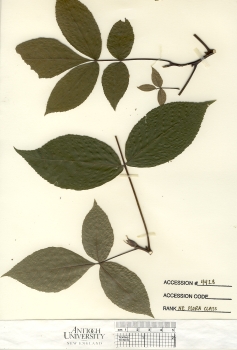 primary herbarium image