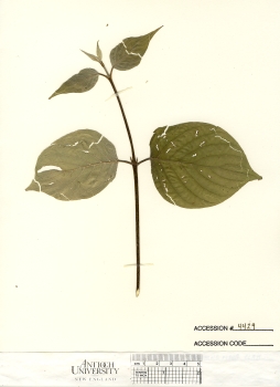 primary herbarium image