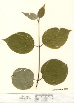 primary herbarium image
