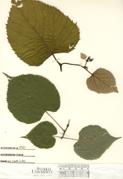 primary herbarium image