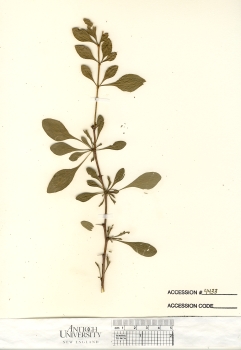 primary herbarium image