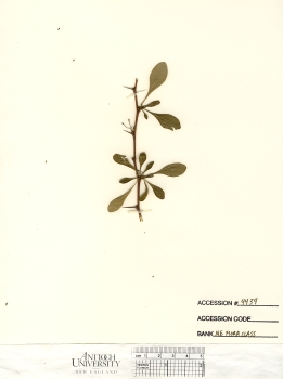 primary herbarium image