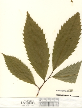 primary herbarium image