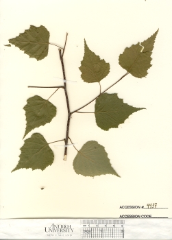 primary herbarium image