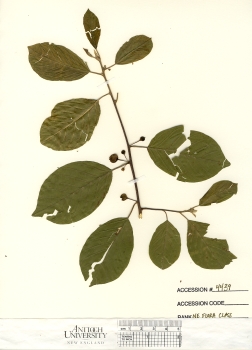 primary herbarium image