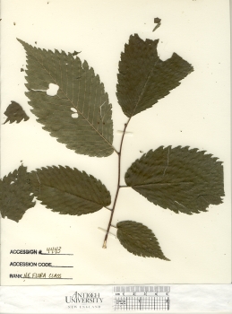 primary herbarium image