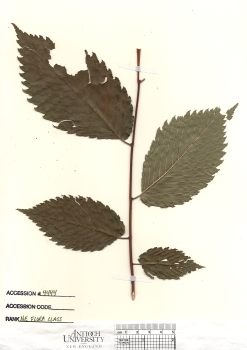 primary herbarium image