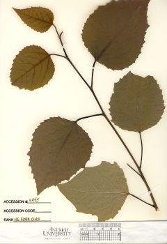 primary herbarium image