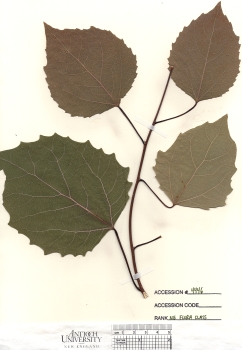 primary herbarium image