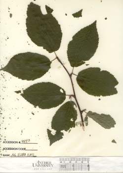 primary herbarium image