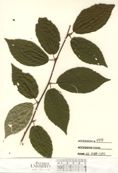 primary herbarium image