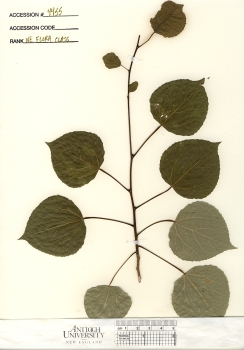 primary herbarium image