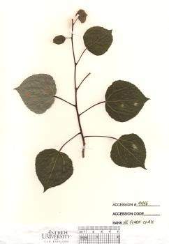 primary herbarium image