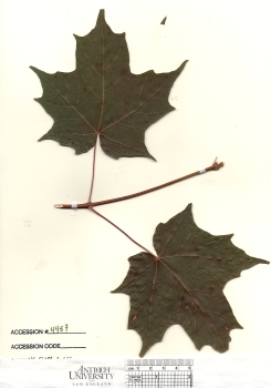 primary herbarium image