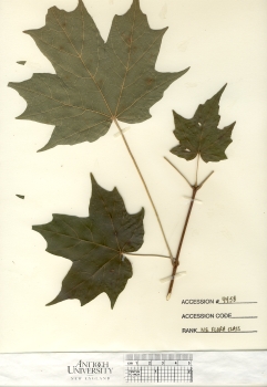 primary herbarium image