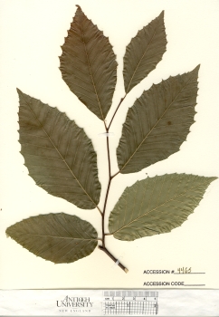 primary herbarium image