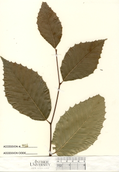primary herbarium image