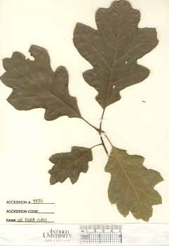 primary herbarium image