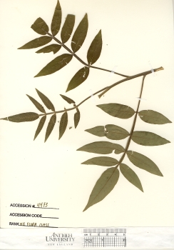 primary herbarium image