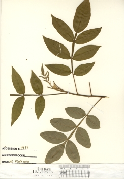 primary herbarium image