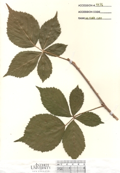 primary herbarium image