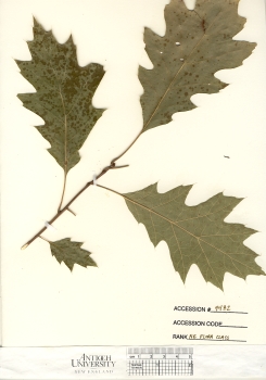 primary herbarium image