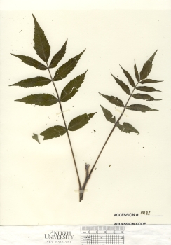 primary herbarium image
