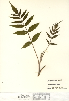 primary herbarium image