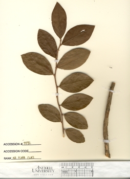 primary herbarium image