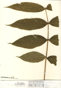 primary herbarium image