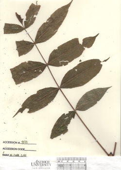 primary herbarium image