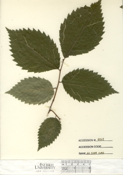 primary herbarium image