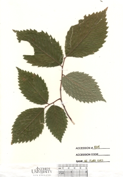primary herbarium image