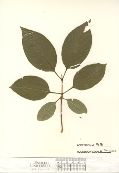 primary herbarium image