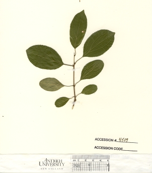 primary herbarium image