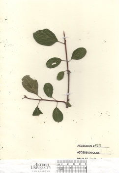 primary herbarium image