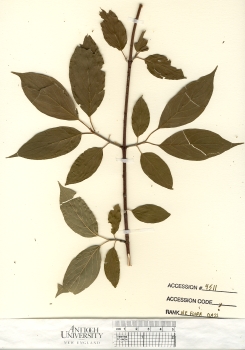 primary herbarium image