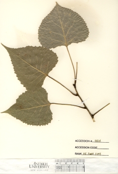 primary herbarium image