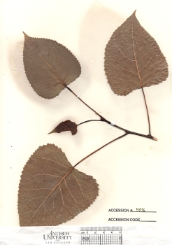 primary herbarium image