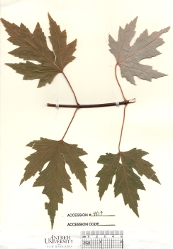 primary herbarium image