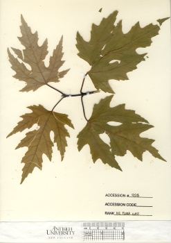 primary herbarium image