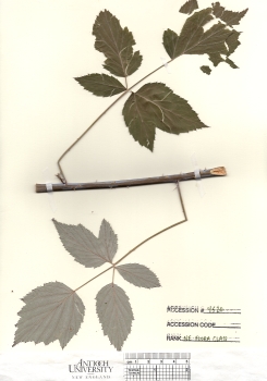 primary herbarium image