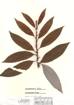 primary herbarium image