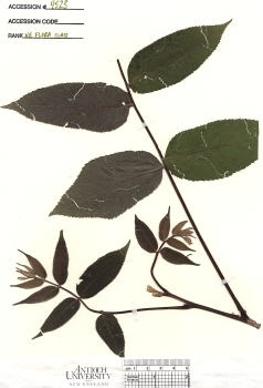 primary herbarium image