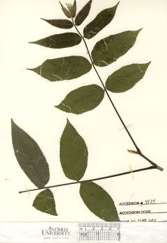 primary herbarium image