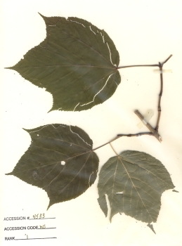 primary herbarium image